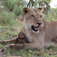 Image for article titled Harrowing Photos Capture Tense Encounter Between Baby Baboon And Lion